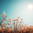 Vintage lentelandschap bloemenveld