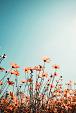 Vintage lentelandschap bloemenveld