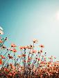 Vintage lentelandschap bloemenveld