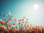 Vintage lentelandschap bloemenveld