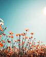 Vintage lentelandschap bloemenveld