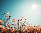Vintage lentelandschap bloemenveld