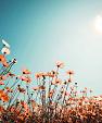 Vintage lentelandschap bloemenveld