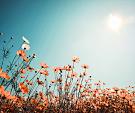 Vintage lentelandschap bloemenveld