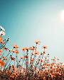 Vintage lentelandschap bloemenveld