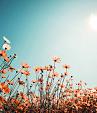 Vintage lentelandschap bloemenveld