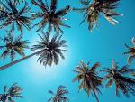 Hoge palmbomen in helderblauwe lucht