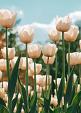 Witte tulpen in tulpenveld