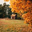Huisje in bos met herfstachtige bomen