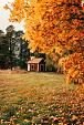 Huisje in bos met herfstachtige bomen