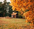 Huisje in bos met herfstachtige bomen