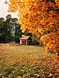 Huisje in bos met herfstachtige bomen