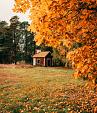 Huisje in bos met herfstachtige bomen