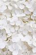 Wit bloemenveld