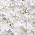 Wit bloemenveld