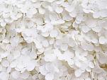 Wit bloemenveld