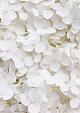 Wit bloemenveld