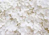 Wit bloemenveld