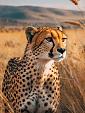 Cheetah in savannegras