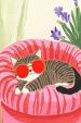 Relaxende kat met zonnebril