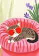 Relaxende kat met zonnebril