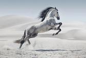 Galopperend paard