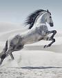 Galopperend paard