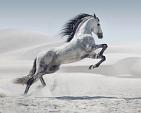 Galopperend paard