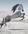 Galopperend paard