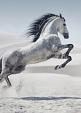 Galopperend paard