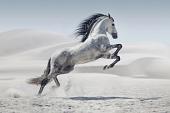 Galopperend paard