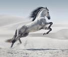 Galopperend paard