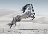 Galopperend paard