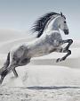 Galopperend paard