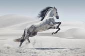 Galopperend paard