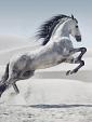 Galopperend paard