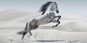 Galopperend paard