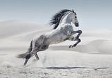 Galopperend paard