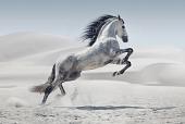 Galopperend paard