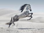 Galopperend paard
