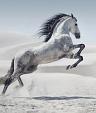 Galopperend paard