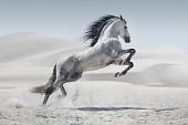 Galopperend paard