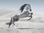 Galopperend paard