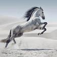 Galopperend paard