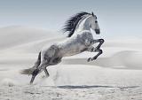 Galopperend paard