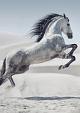Galopperend paard