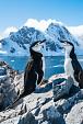 Twee pinguïns in winters landschap