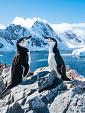 Twee pinguïns in winters landschap
