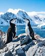 Twee pinguïns in winters landschap