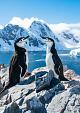 Twee pinguïns in winters landschap